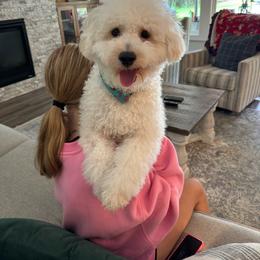 Murphy - Goldendoodle