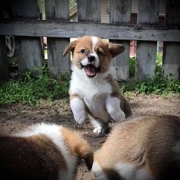 Miniature Australian Shepherd, Pembroke Welsh Corgi, and Yorkshire Terrier Puppies from Happy Tails