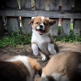 Miniature Australian Shepherd, Pembroke Welsh Corgi, and Yorkshire Terrier Puppies from Happy Tails