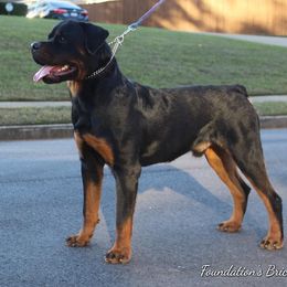 Rottweiler All Grown Up from Foundation's Rottweiler