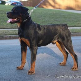 Rottweiler All Grown Up from Foundation's Rottweiler