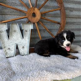 Skipper - Black tri male Miniature Australian Shepherd puppy in Checotah, Oklahoma from Wild Outlaw Aussies