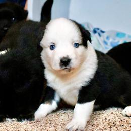 Buddy: Freckles Panda Boy with blue eyes - Black & white male Miniature Australian Shepherd puppy in Burkesville, Kentucky from Bline’s Awesome Aussies & Doxies at the Bline Family Farm