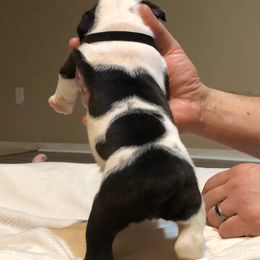 English Bulldog Puppies from Ruza's Bulldogs
