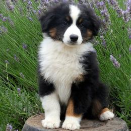 Loki - Black tri male Miniature American Shepherd puppy in Kalama, Washington from Lone Pine Miniature American Shepherds