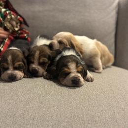 Girl 2 - Black white and brown female Basset Hound puppy in Gerber, California from In The Zone Dog Training and Breeding