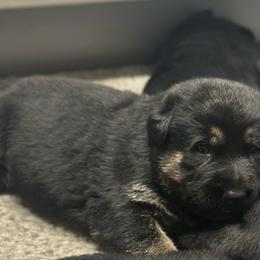 Boy 1 - Bi-color male German Shepherd puppy in Herkimer, New York from Render Kennels