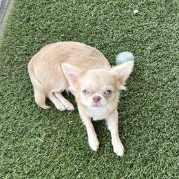 Sapphire - Chihuahua