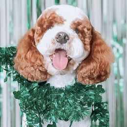 Double Doodles from Lazo's Doodles