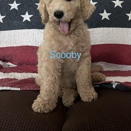 Goldendoodle Puppies from Oodles of Doodles