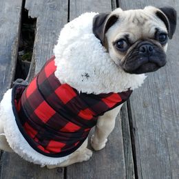 Gidget Grumbledore - Pug
