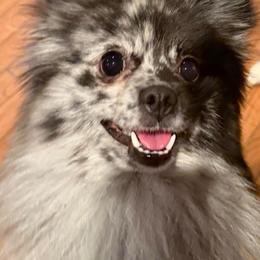 Willow - Pomeranian