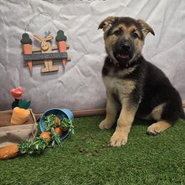 Ana - Black and tan female German Shepherd puppy in Linden, Pennsylvania from Legacy Lane Kennels
