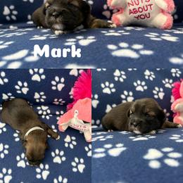 Mark - Charcoal male Lhasa Apso puppy in Cincinnati, Ohio from Shangri-La Lhasa Apsos
