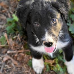 Ash - Black tri-color male Australian Shepherd puppy in San Tan Valley, Arizona from Mott Ranch - Blazin' Sun Aussies