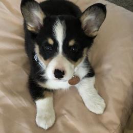 Pembroke Welsh Corgis from Summers Corgis