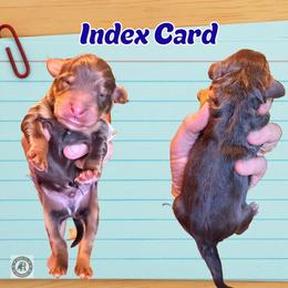 Index Card - Phantom male Bernedoodle puppy in Banner Elk, North Carolina from Walnut Tree Bernedoodles