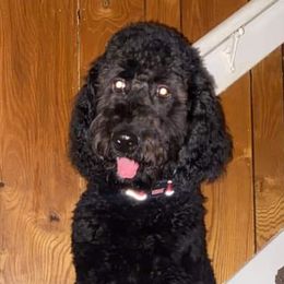 Goldendoodle and Poodle Puppies from Hatten Homestead Doodles