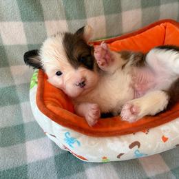 3 - Sable male Pembroke Welsh Corgi puppy in Boyd, Texas from Barker's Corgis