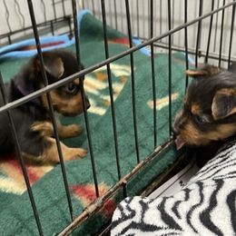 Australian Terrier Puppies from Firewalker Australian Terriers