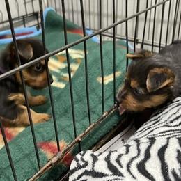 Australian Terrier Puppies from Firewalker Australian Terriers