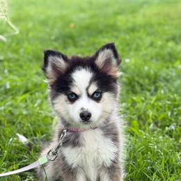 Branch - Black and white male Pomsky puppy in Lewiston, Minnesota from Family Pomsky