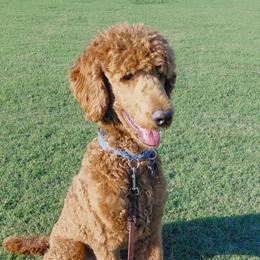 Ollie - Poodle