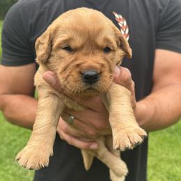 Boy 3 - male Golden Retriever puppy in Lincolnton, Georgia from Lincoln Kennels