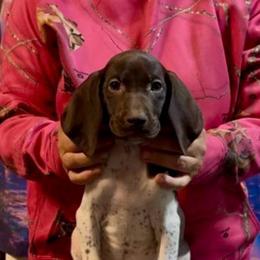 Lumpy - Liver and white female German Shorthaired Pointer puppy in Aitkin, Minnesota from Whispering’s GunDogs
