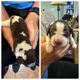English Springer Spaniel Puppies from Sandpiper Bay ESS