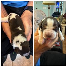 English Springer Spaniel Puppies from Sandpiper Bay ESS
