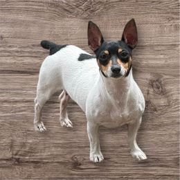 Nesta - Teddy Roosevelt Terrier