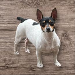 Nesta - Teddy Roosevelt Terrier