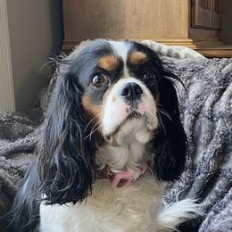 Hadi - Cavalier King Charles Spaniel
