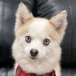 Pomskies from Mother of Pomskies