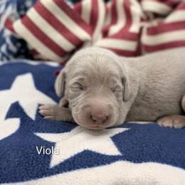 Girl 1 - Silver gray female Weimaraner puppy in Evart, Michigan from Drehbar Weimaraners