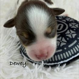 Dewey - Parti male Miniature Schnauzer puppy in Sylvania, Georgia from Southern Sky Miniature Schnauzers
