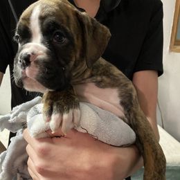 Chestnut - Boxer puppy from Tracy's Boxers
