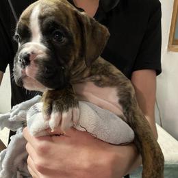 Chestnut - Boxer puppy from Tracy's Boxers