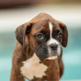 Purple - Brindle female Boxer puppy in Georgia from Stephanie’s Boxers