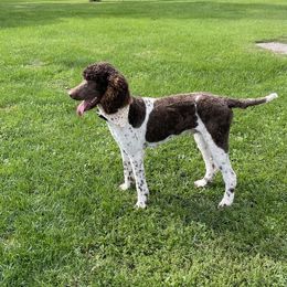 Aussiedoodles, Australian Shepherds, Cockapoos, Goldendoodles, and Poodles from K&S Country Kennels