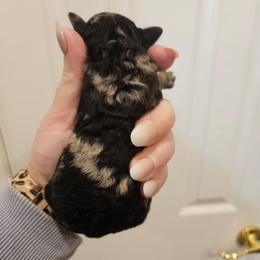 Boy 1 - Blue merle male Bernedoodle puppy in Galena, Illinois from Perry's doodles