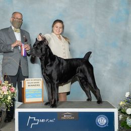 Gulieta - Cane Corso