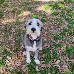 Ivy - Aussiedoodle