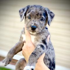 Aussiedoodle and Leopardoodle Puppies from A Puppy Crush