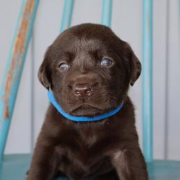 Holly - Chocolate female Labrador Retriever puppy in Camden, Indiana from Camden's Caring Canines