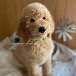 THEODORE - Blue Collar - Boy - Cream male Goldendoodle puppy in Charlo, Montana from Heavenly Hilltop Farm