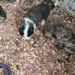 Girl 3 - Mahogany and white Saint Bernard puppy in Indiana from Heather's Noble Saints