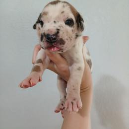 Tritan - Harlequin male Great Dane puppy in Marshall, Michigan from Dream K9