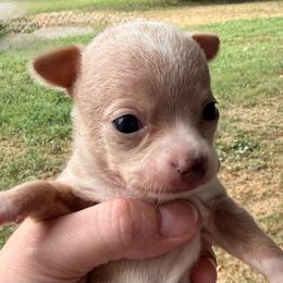 Boy 4 - Fawn and white male Chihuahua puppy in Sherwood, Arkansas from Bartelt Breeders